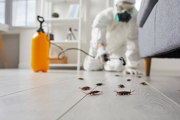 Commercial Rodent Management in Alma